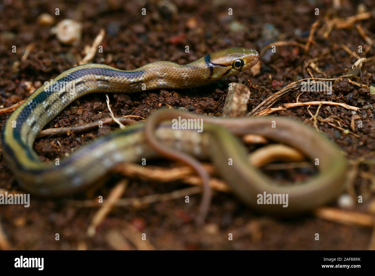 The radiated ratsnake, copperhead rat snake or copper-headed trinket ...