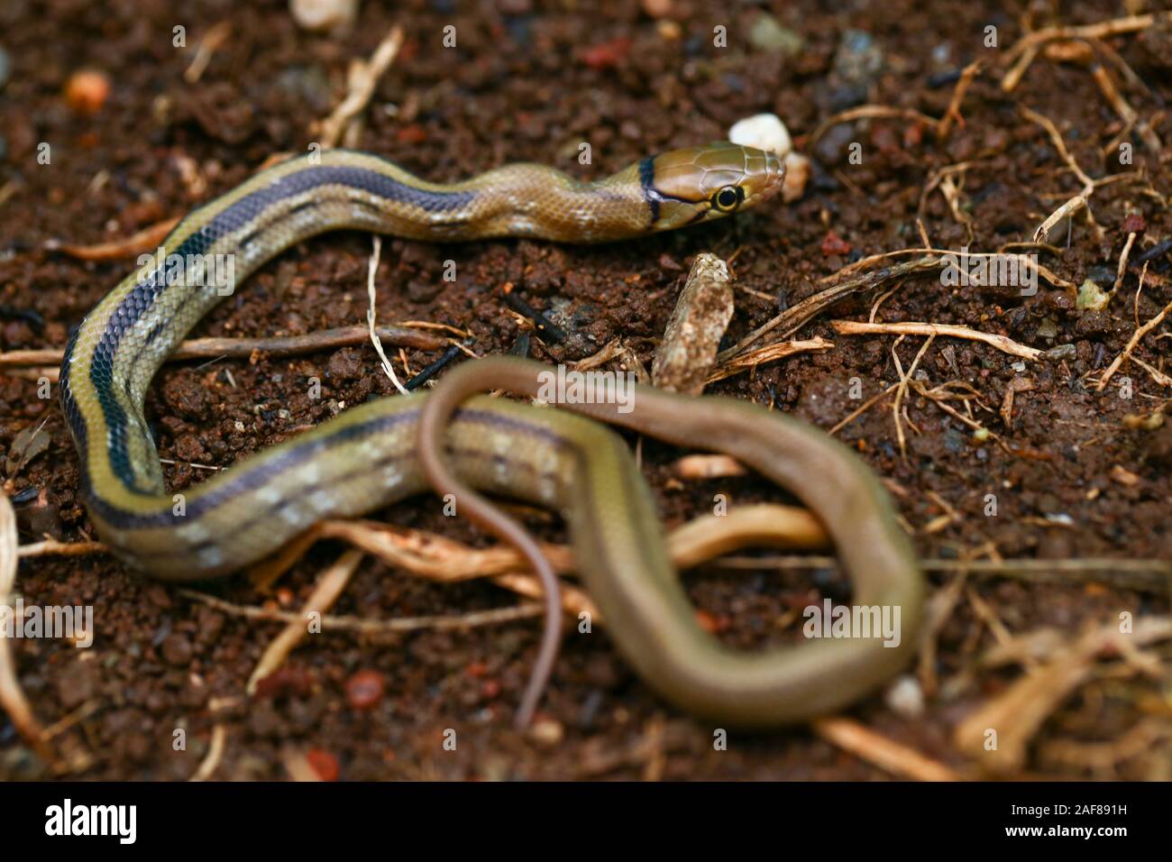The Radiated Ratsnake Copperhead Rat Snake Or Copper headed Trinket the-radiated-ratsnake-copperhead-rat-snake-or-copper-headed-trinket