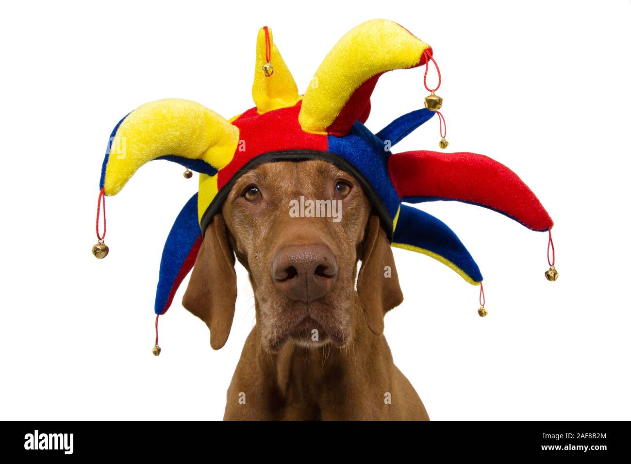 Download Dog Dressed As Clown High Resolution Stock Photography And Images Alamy