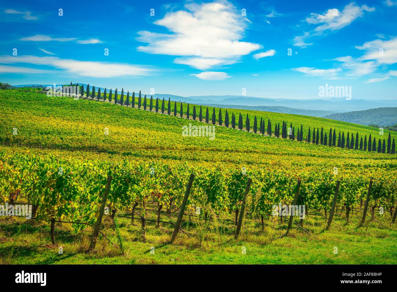 Chianti vineyard panorama and cypresses row in autumn. Castelnuovo Berardenga, Tuscany, Italy, Europe. Stock Photo