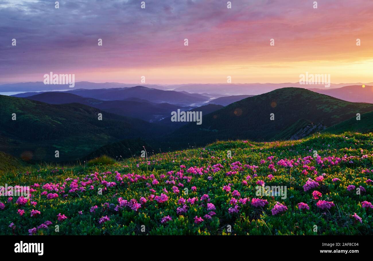 In bloom. Majestic Carpathian mountains. Beautiful landscape. Breathtaking view Stock Photo
