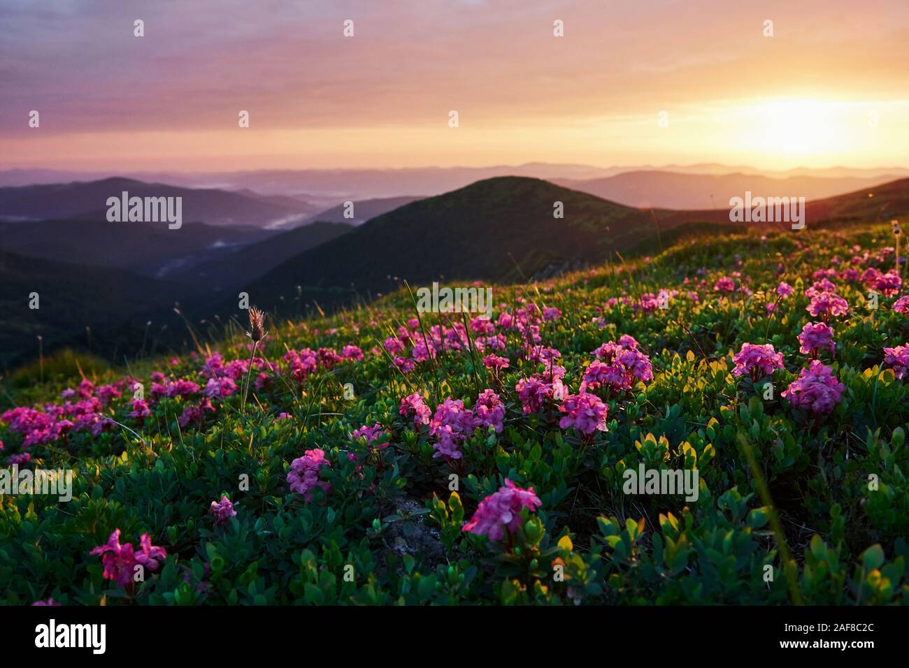 Freedom in the mountains. Majestic Carpathians. Beautiful landscape. Breathtaking view Stock Photo