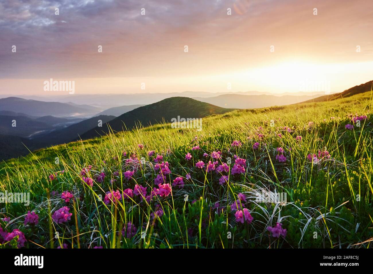 Flowers among the grass. Majestic Carpathian mountains. Beautiful landscape. Breathtaking view Stock Photo