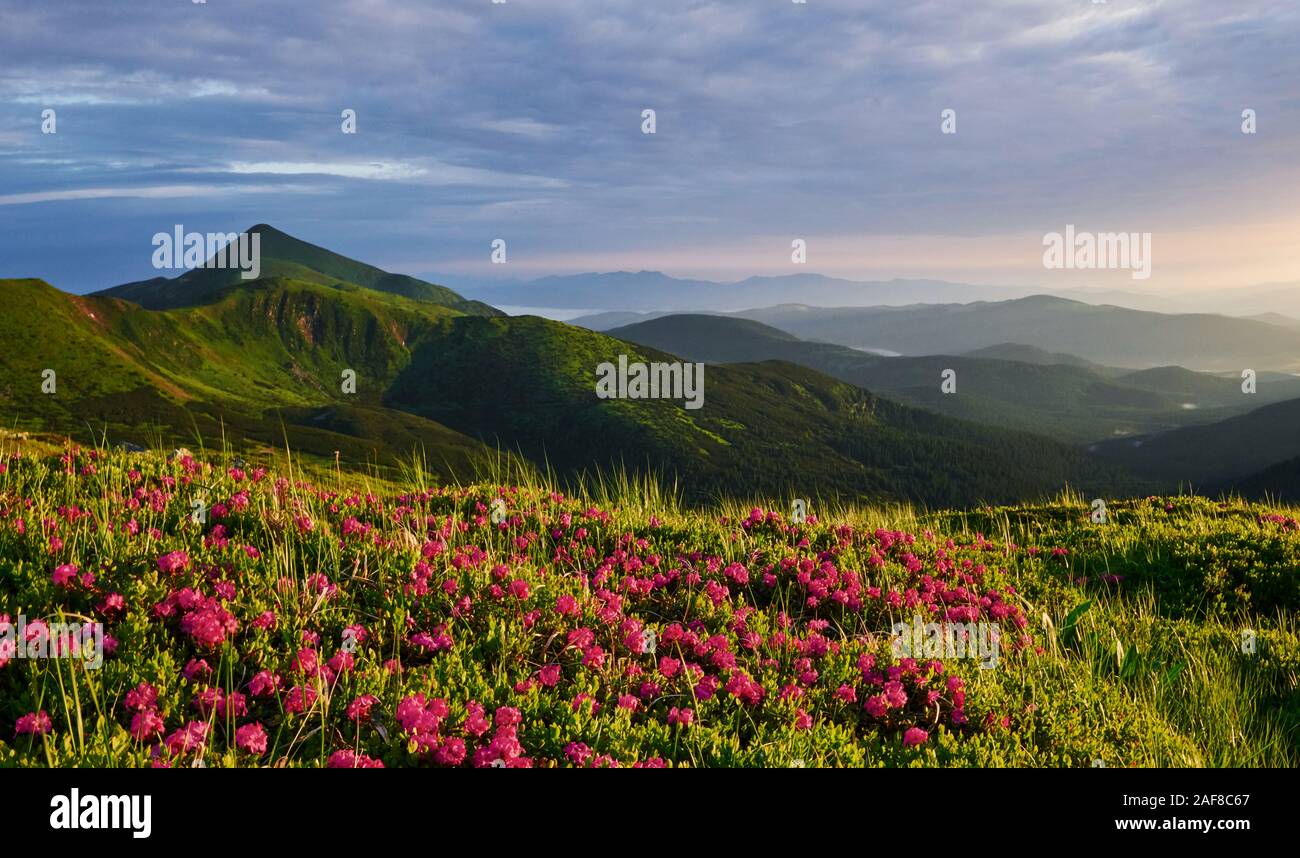 Mountains covered with flowers. Majestic Carpathians. Beautiful landscape. Breathtaking view Stock Photo