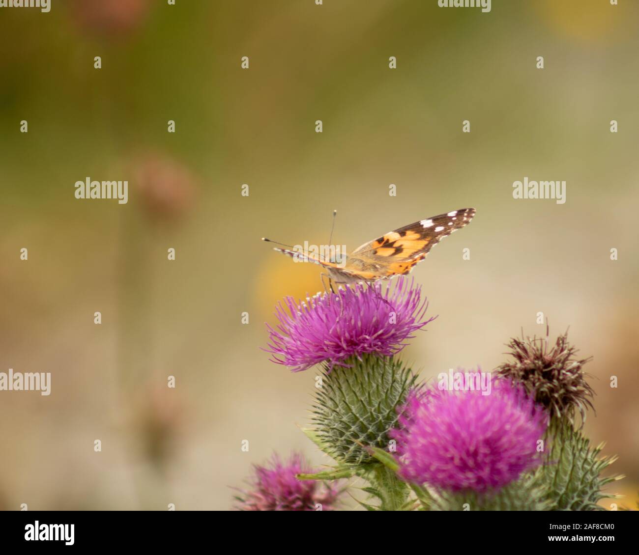 Painted lady butterfly on a thistle Stock Photo