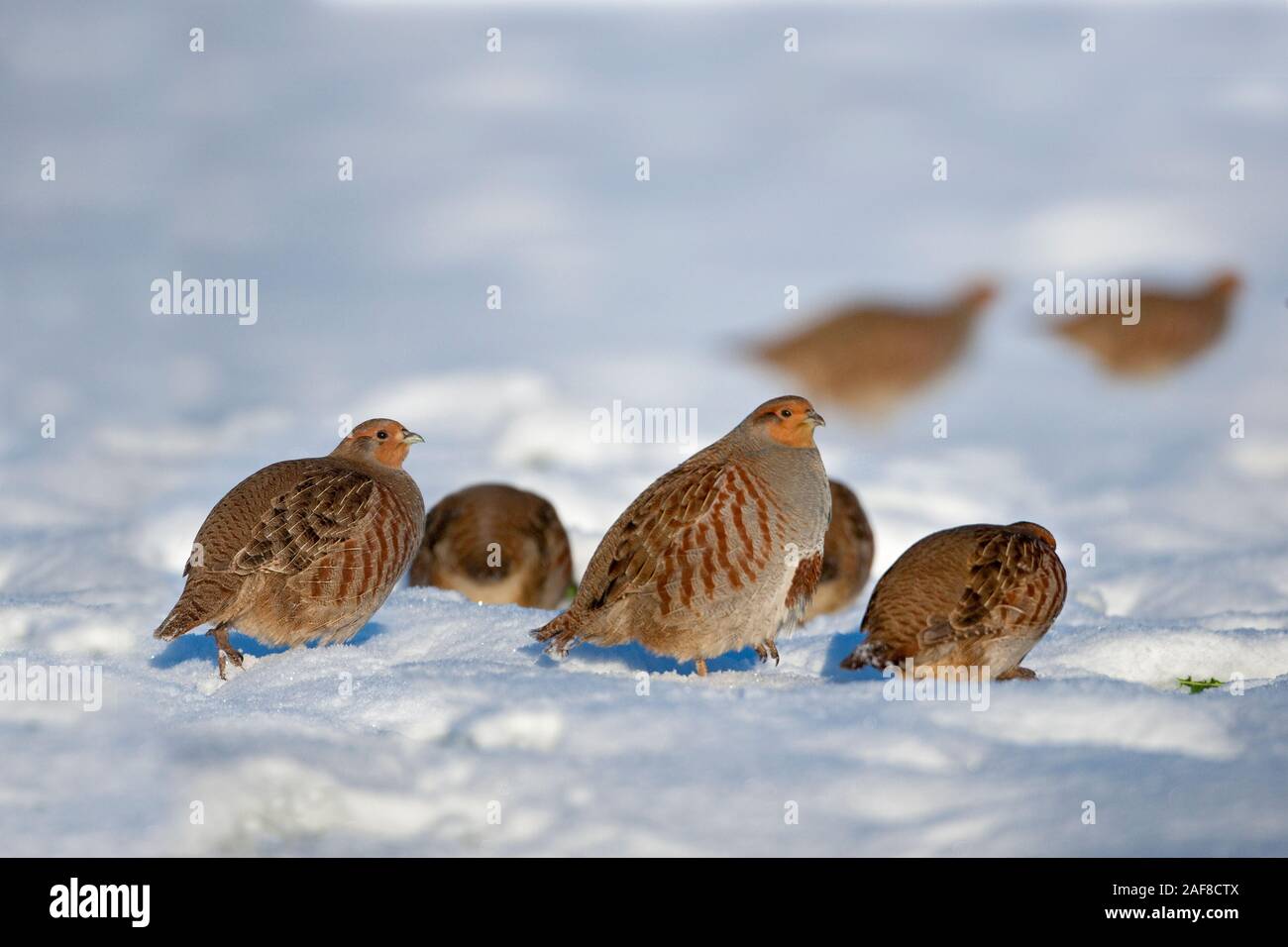 Grey Partridges Perdix perdix covey in snow Stock Photo
