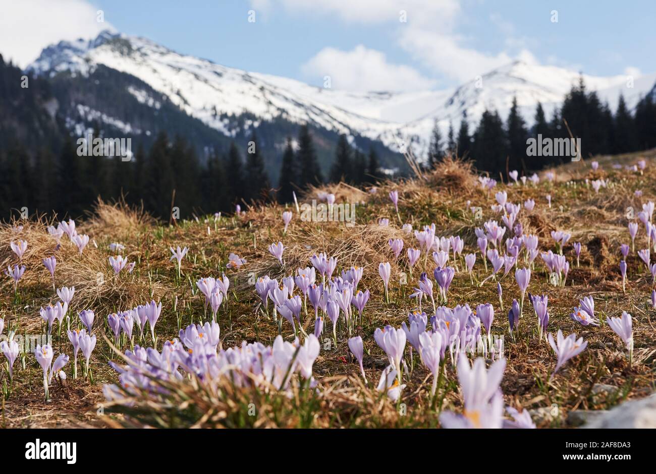 Beautiful mountains in Moravia. Ground view of blooming flowers Stock Photo