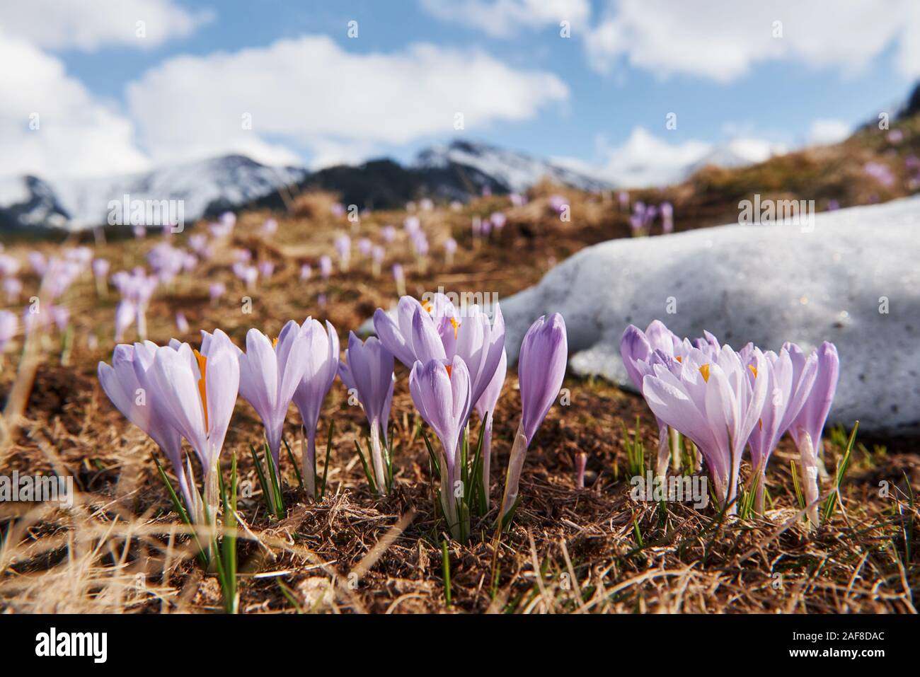 Beautiful mountains in Moravia. Ground view of blooming flowers Stock Photo
