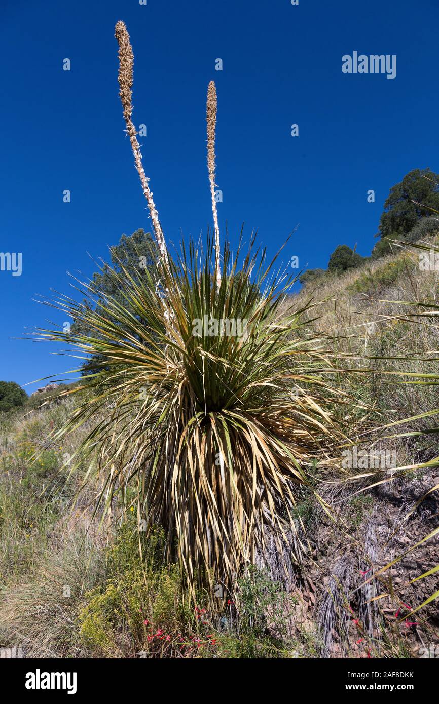 Big Bend National Park, Sotol (Desert Spoon) Growing along Lost Mine Trail. Stock Photo