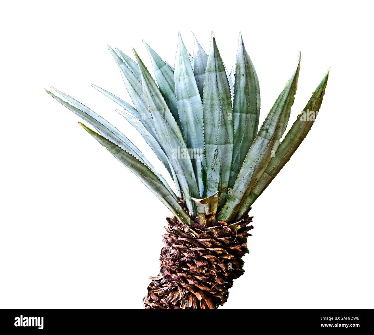 Aloe isolated on white background Stock Photo - Alamy