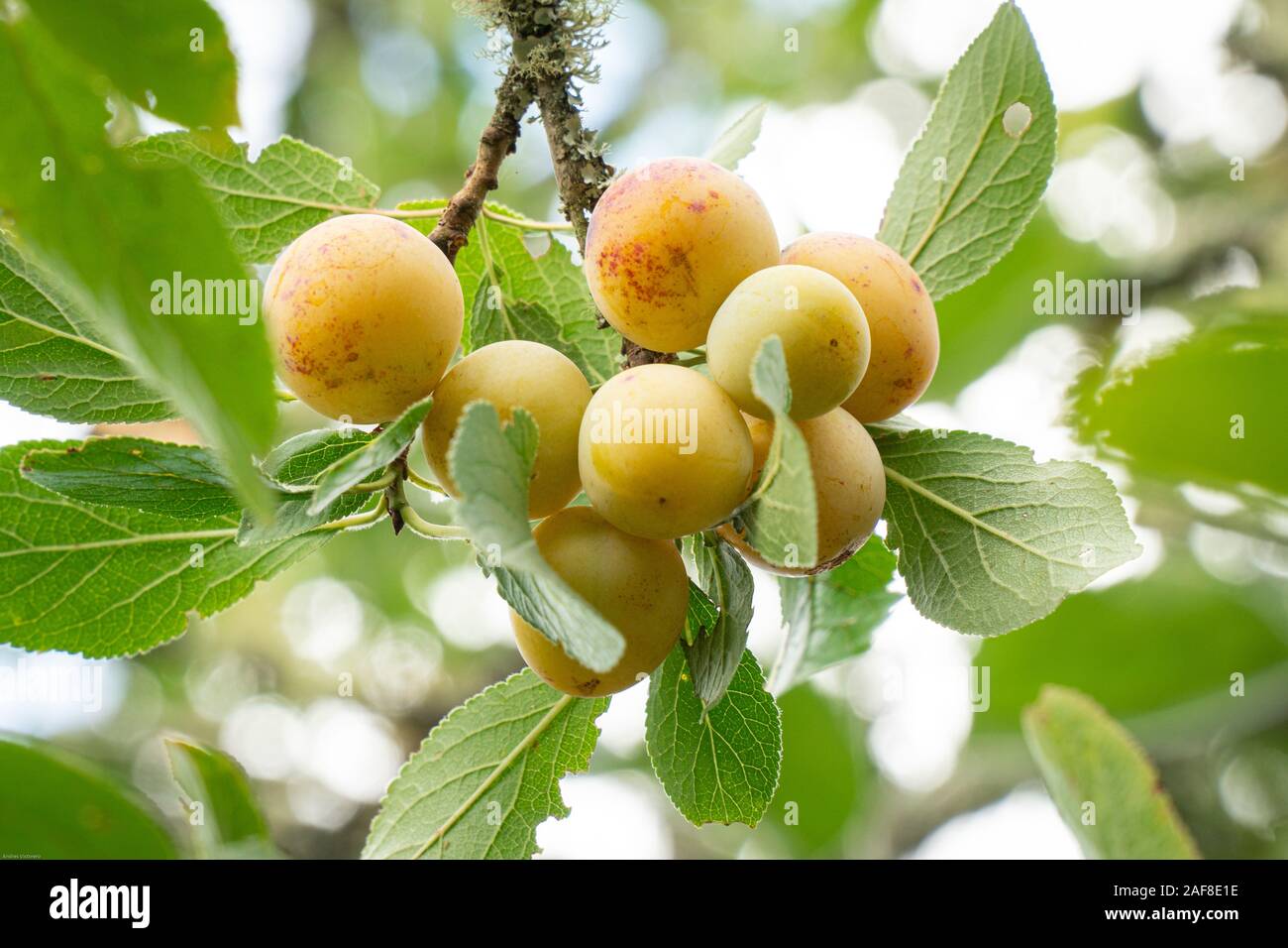 Mirabelle Fruit Trees Mirabellier Planting Growing Pruning And Caring Mirabelle Fruit Trees Mirabellier Planting Growing Pruning And Caring