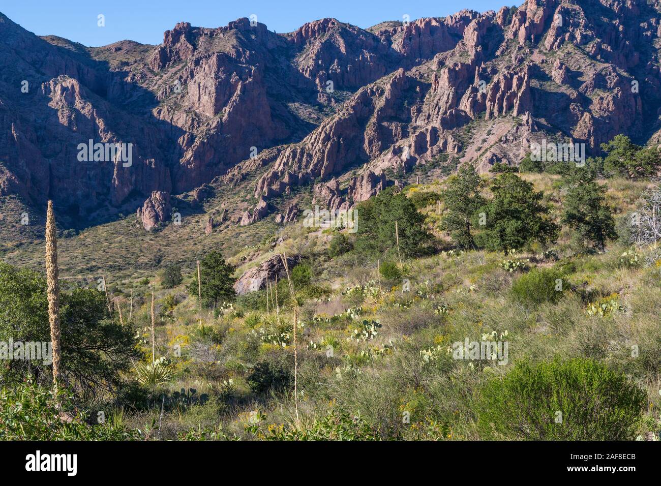 Big Bend National Park, Texas. Chisos Mountaion Scenery, Sotol (Desert Spoon) and Pricklypear Cactus Growing in Foreground. Stock Photo
