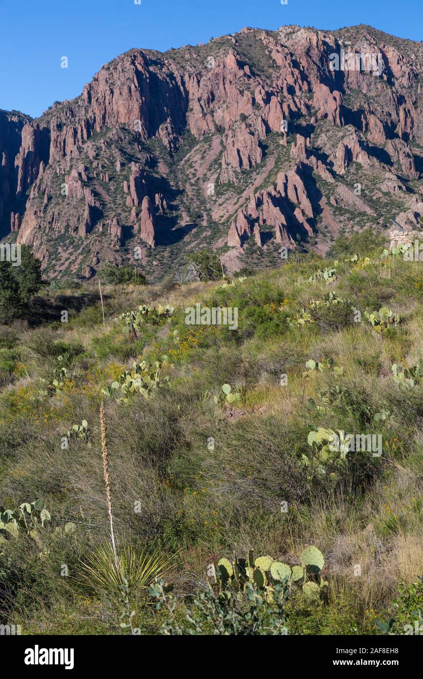 Big Bend National Park, Texas.  High Chihuahuan Desert Vegetation: Pricklypear Cactus and Sotol (Desert Spoon). Stock Photo