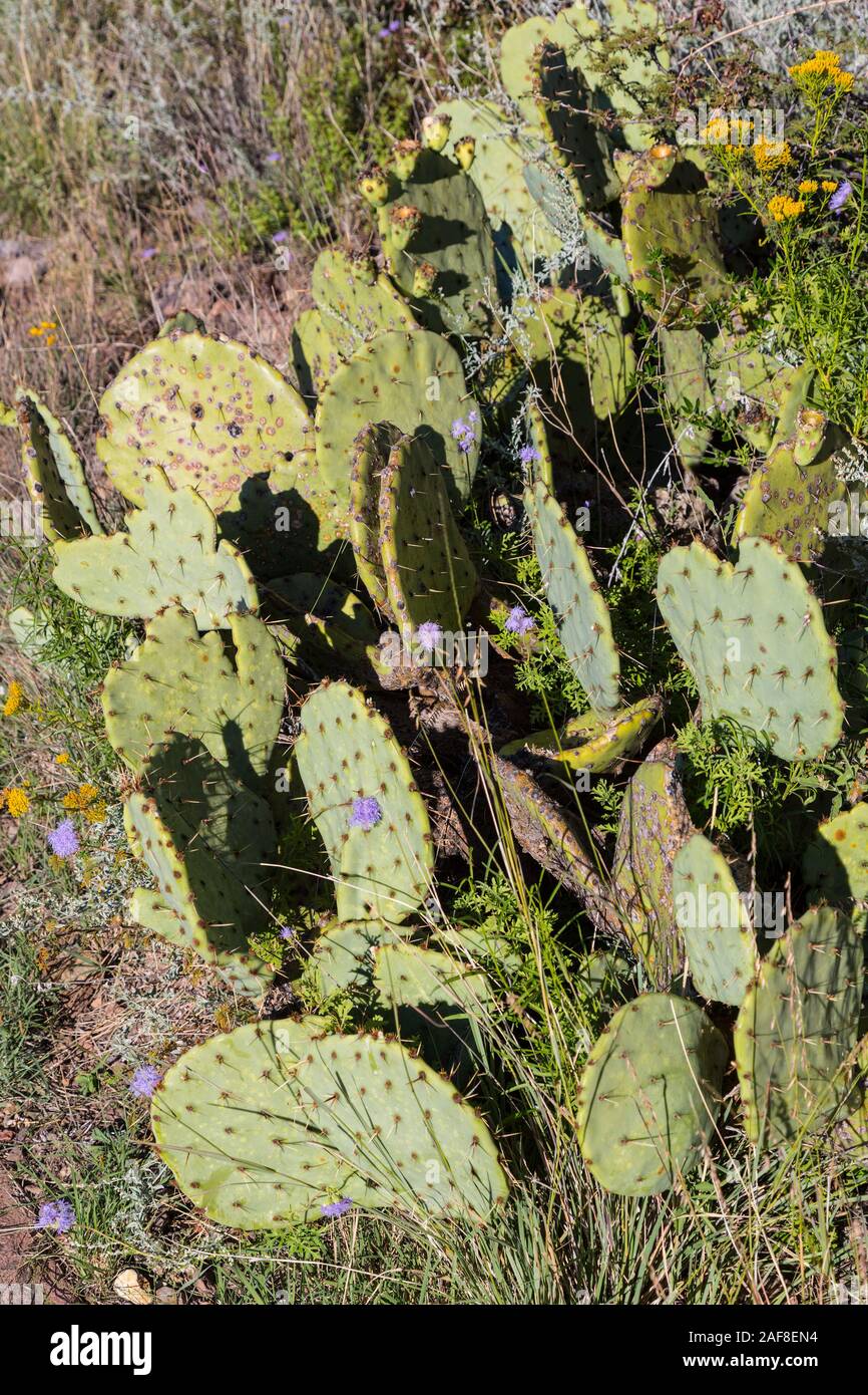 Big Bend National Park, Texas.  Pricklypear (Beavertail) Cactus, opuntia basilaris, Growing in Chihuahuan Desert Environment. Stock Photo