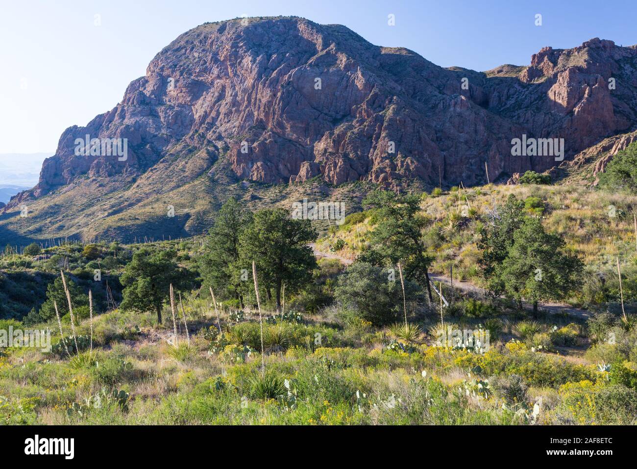 Big Bend National Park, Texas.  Bailey Peak, Chisos Mountains.  High Chihuahuan Desert Vegetation in foreground. Stock Photo