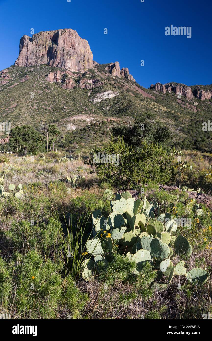 Big Bend National Park, Texas.  Casa Grande, in Chisos Mountains.  Pricklypear Cactus (Beavertail) in foreground. Stock Photo