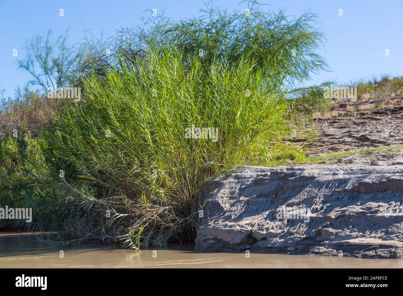 Arundo donax hi-res stock photography and images - Alamy