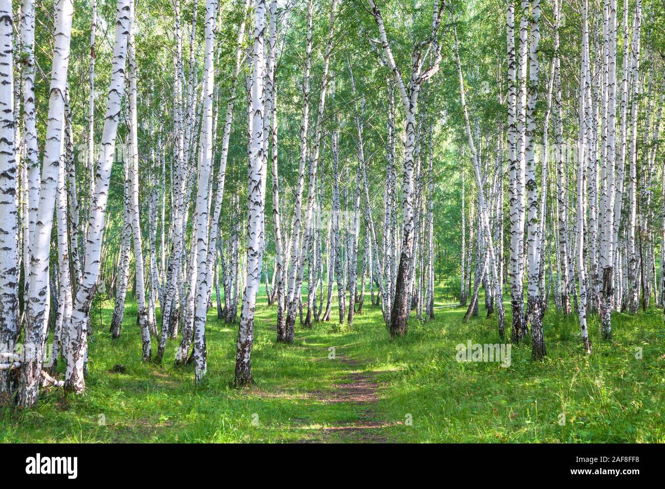 Beautiful birch forest in summer Stock Photo - Alamy