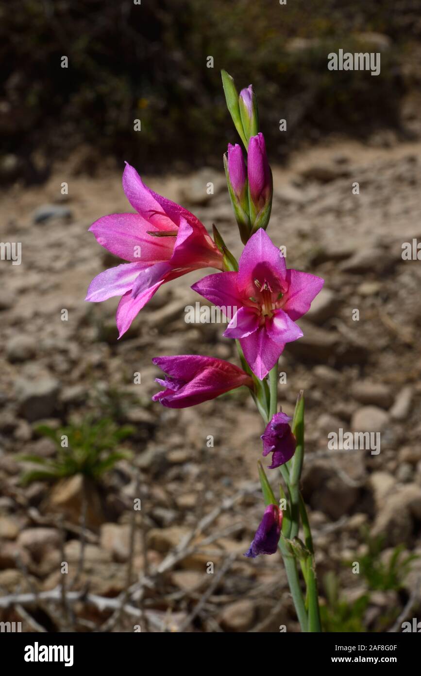 Gladiolus illyricus (wild gladiolus) native to the Mediterranean growing in grassy meadows, stony areas and in amongst garrigue. Stock Photo