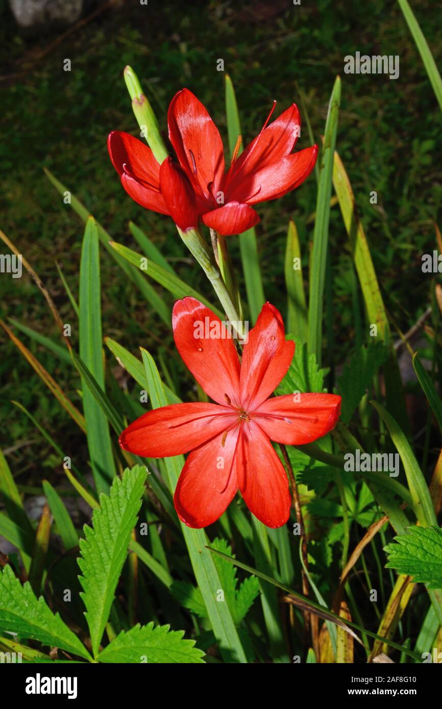 Hesperantha coccinea (kaffir lily) is native to Southern Africa and Zimbabwe where it grows on stream banks in full sun. Stock Photo