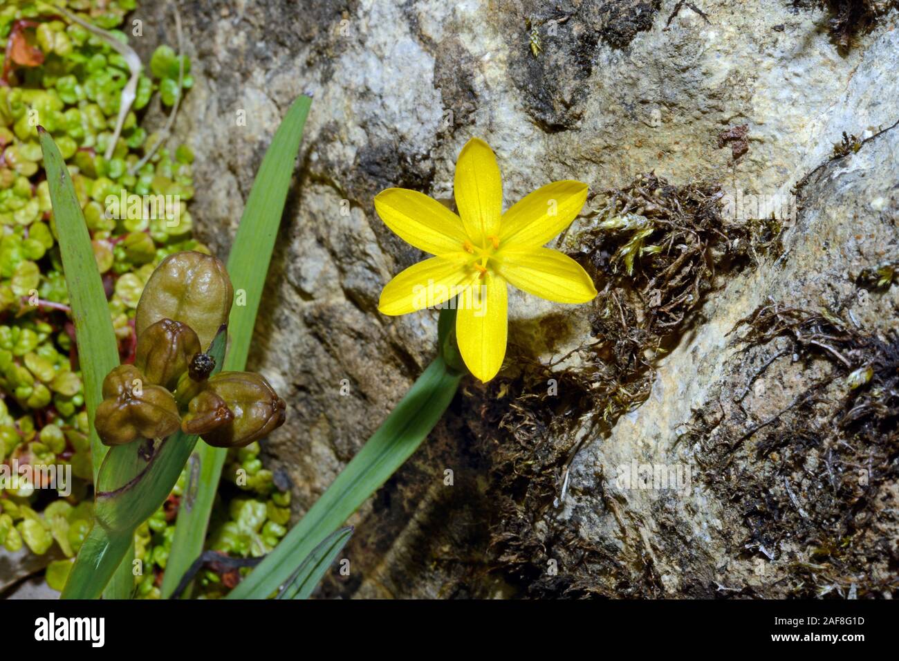 Hypoxis hirsuta (common goldstar) is native to North America growing in open woods, dry to damp prairies and meadows. Stock Photo