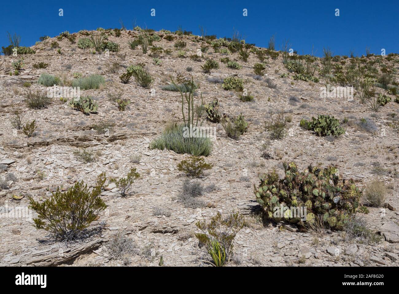 Big Bend National park, Texas. Chihuahuan Desert Vegetation, Pricklypear (Beavertail) Cactus, Ocotillo, Candelilla. Stock Photo