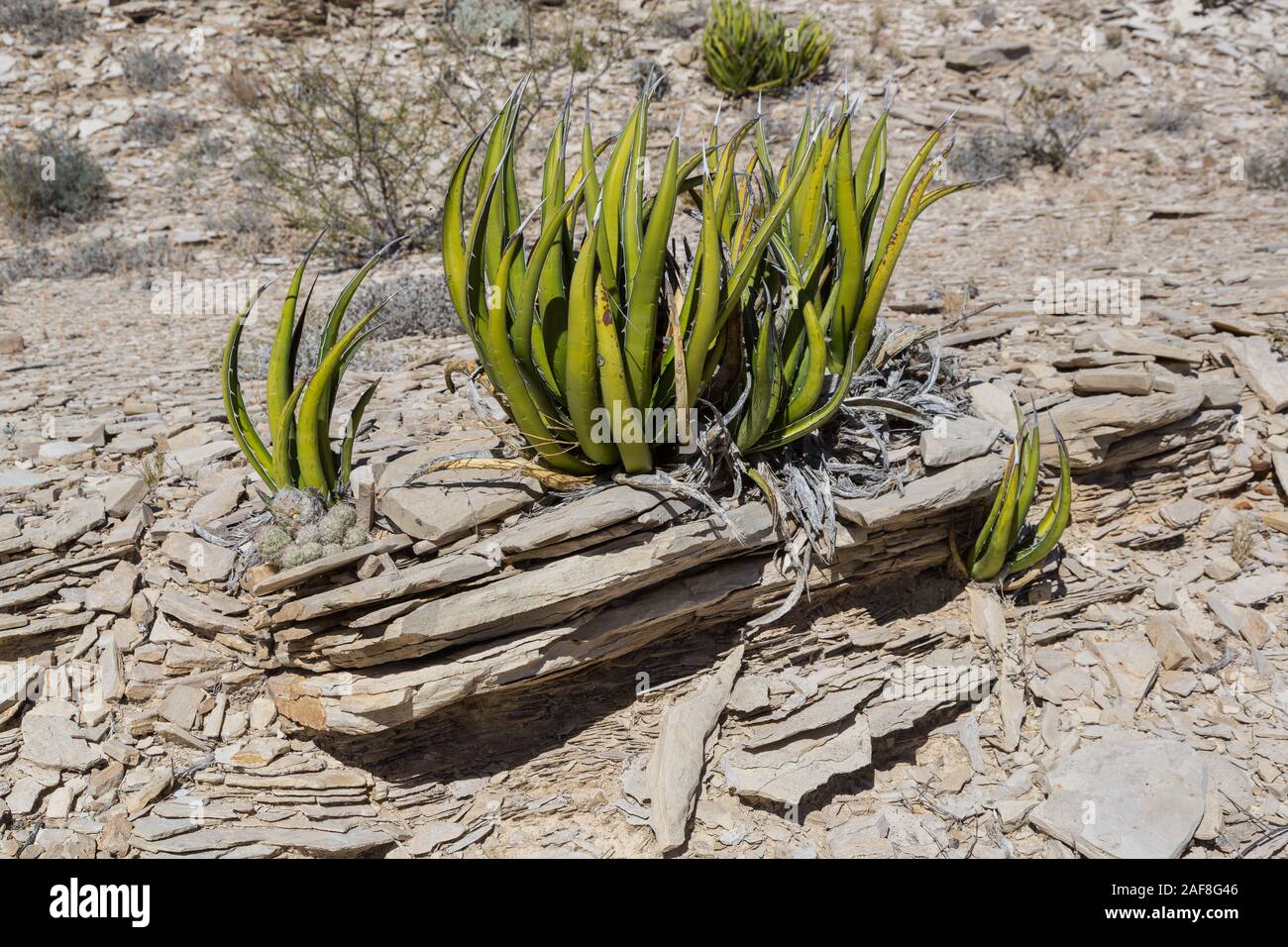 Big Bend National park, Texas. Agave lechuguilla, in Chihuahuan Desert Environment. Stock Photo