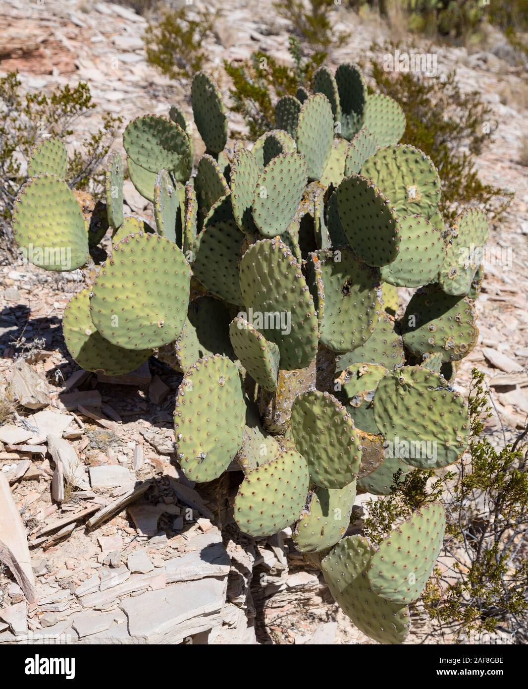 Big Bend National Park, Texas.  Blind Pricklypear (Beavertail) Cactus, Opuntia Rufida. Stock Photo