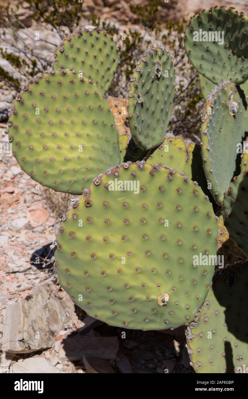 Big Bend National Park, Texas.  Blind Pricklypear (Beavertail) Cactus, Opuntia Rufida. Stock Photo