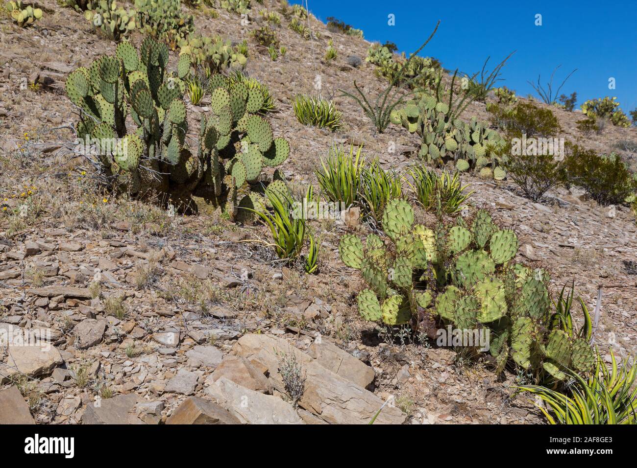 Big Bend National Park,  Texas, USA.  Chihuahuan Desert Vegetation: Two Varieties of Pricklypear (Beavertail) Cactus: Stock Photo