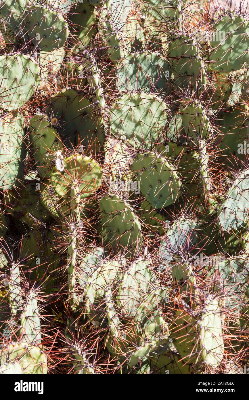 Big Bend National Park, Texas.  Spiny-fruited Prickly Pear (Beavertail) Cactus, opuntia spinosibacca. Stock Photo