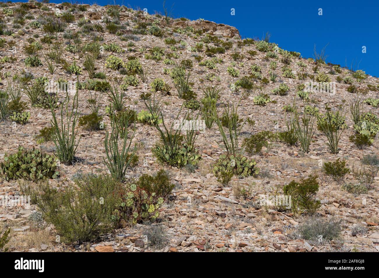 Big Bend National Park,  Texas, USA.  Chihuahuan Desert Vegetation:  Pricklypear (Beavertail) Cactus:  and Ocotillo Cover Hillside. Stock Photo