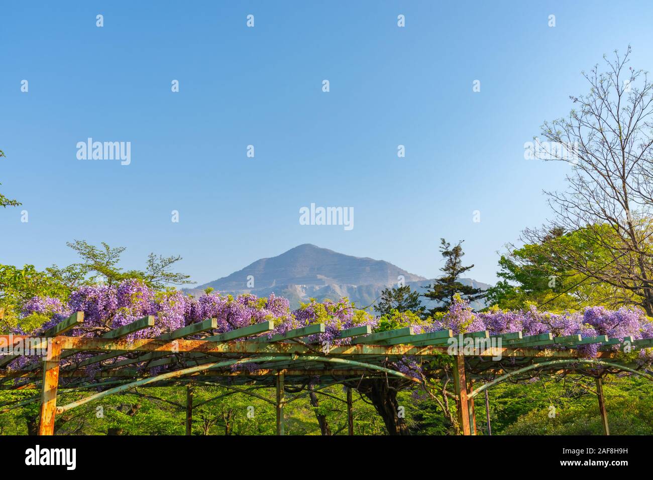 Blue wisteria hi-res stock photography and images - Page 18 - Alamy