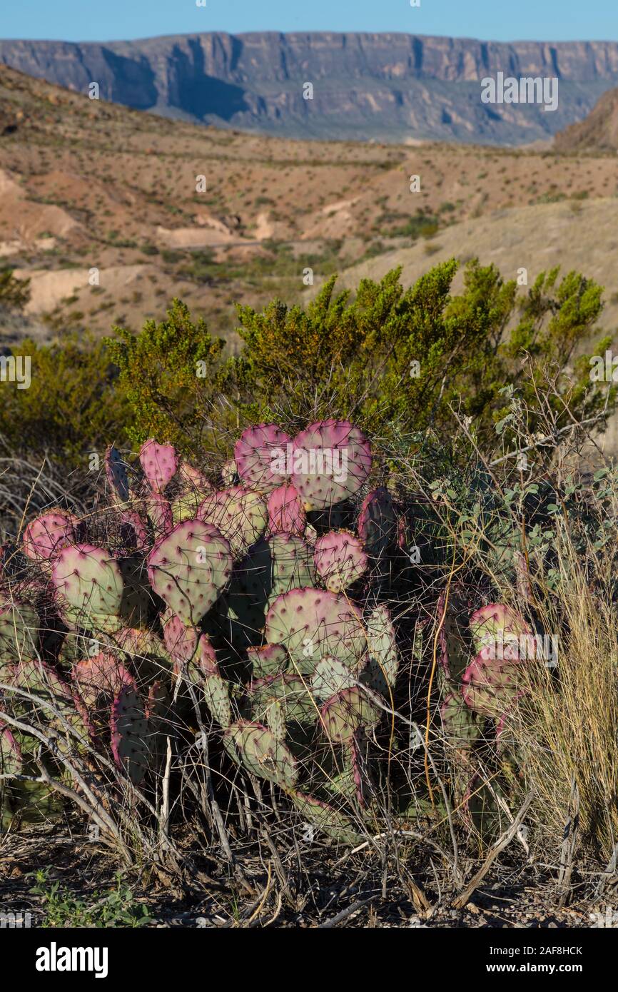 Pricklypear (Beavertail) Cactus, Tuff Canyon, Big Bend National Park, Texas. Stock Photo