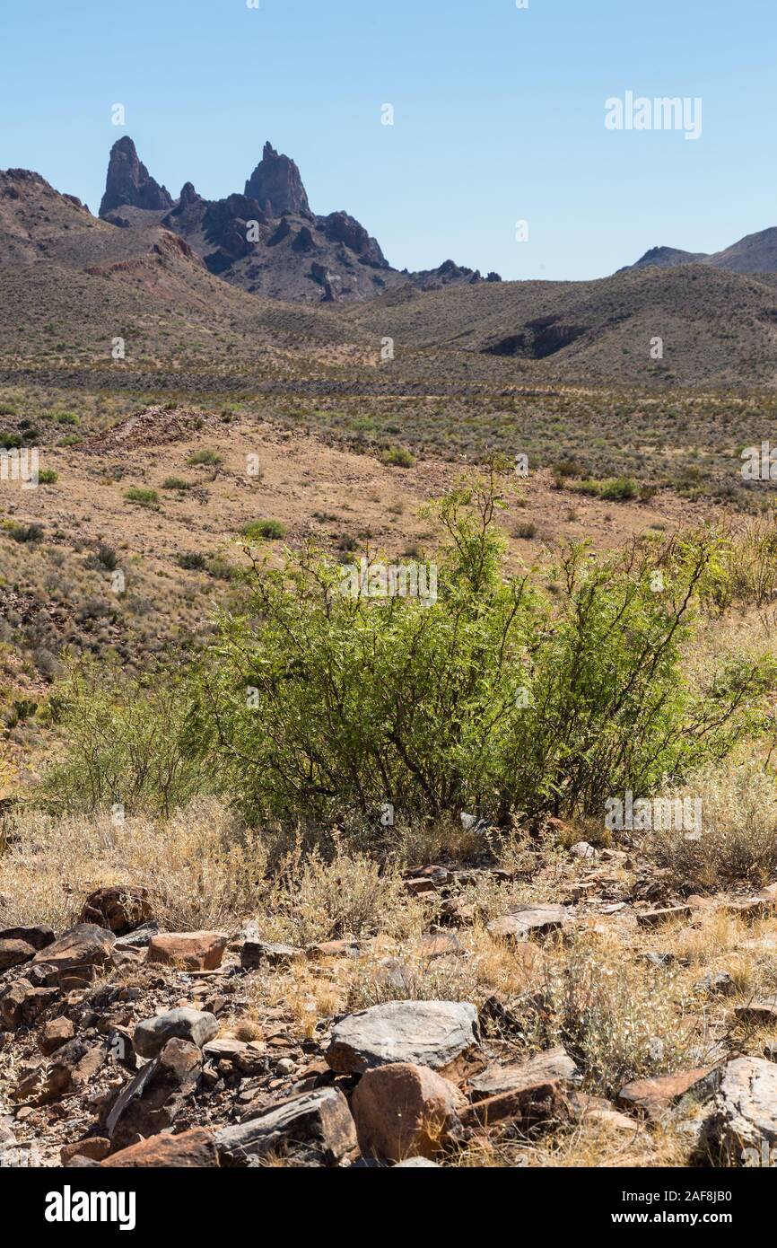 Big Bend National Park, Texas. View from Mule Ears Spring Trail, Mesquite in foreground. Stock Photo