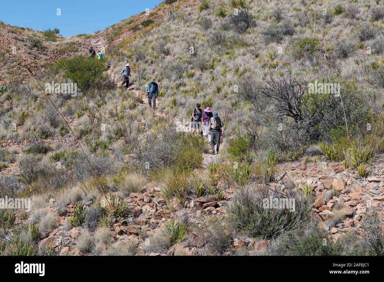 Big Bend National Park, Texas. Hikers on Mule Ears Spring Trail. Stock Photo