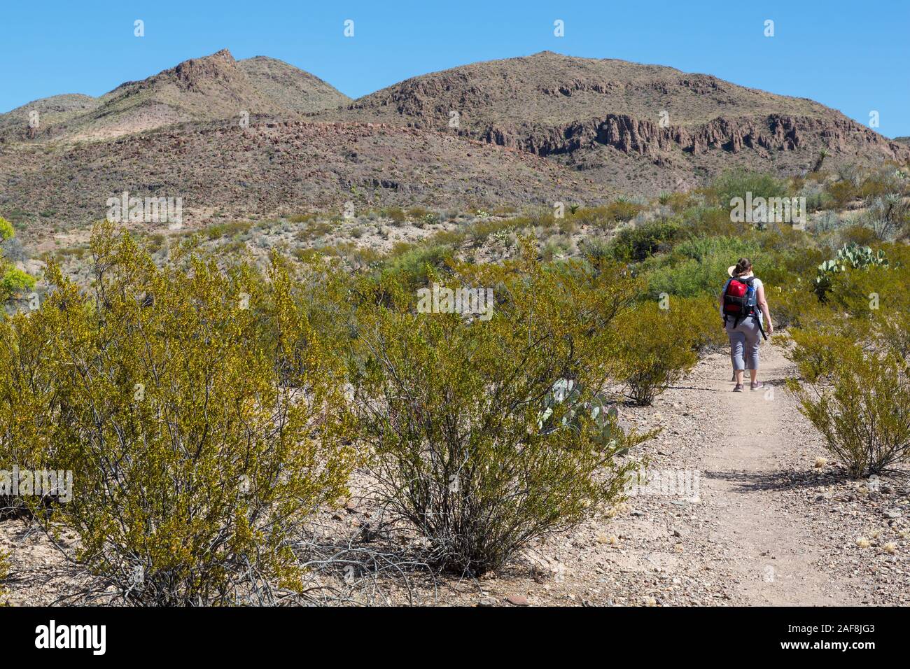 Big Bend National Park, Texas. Hikers on Mule Ears Spring Trail. Stock Photo