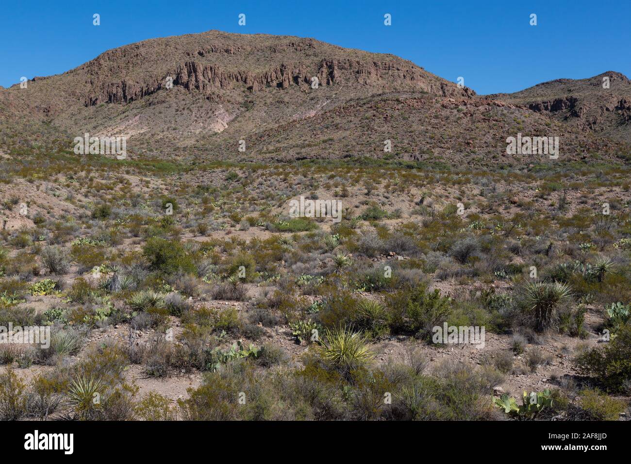 Big Bend National Park, Texas. Scenic View along Mule Ears Spring Trail.  Chihuahuan Desert Vegetation, Chisos Mountains. Stock Photo