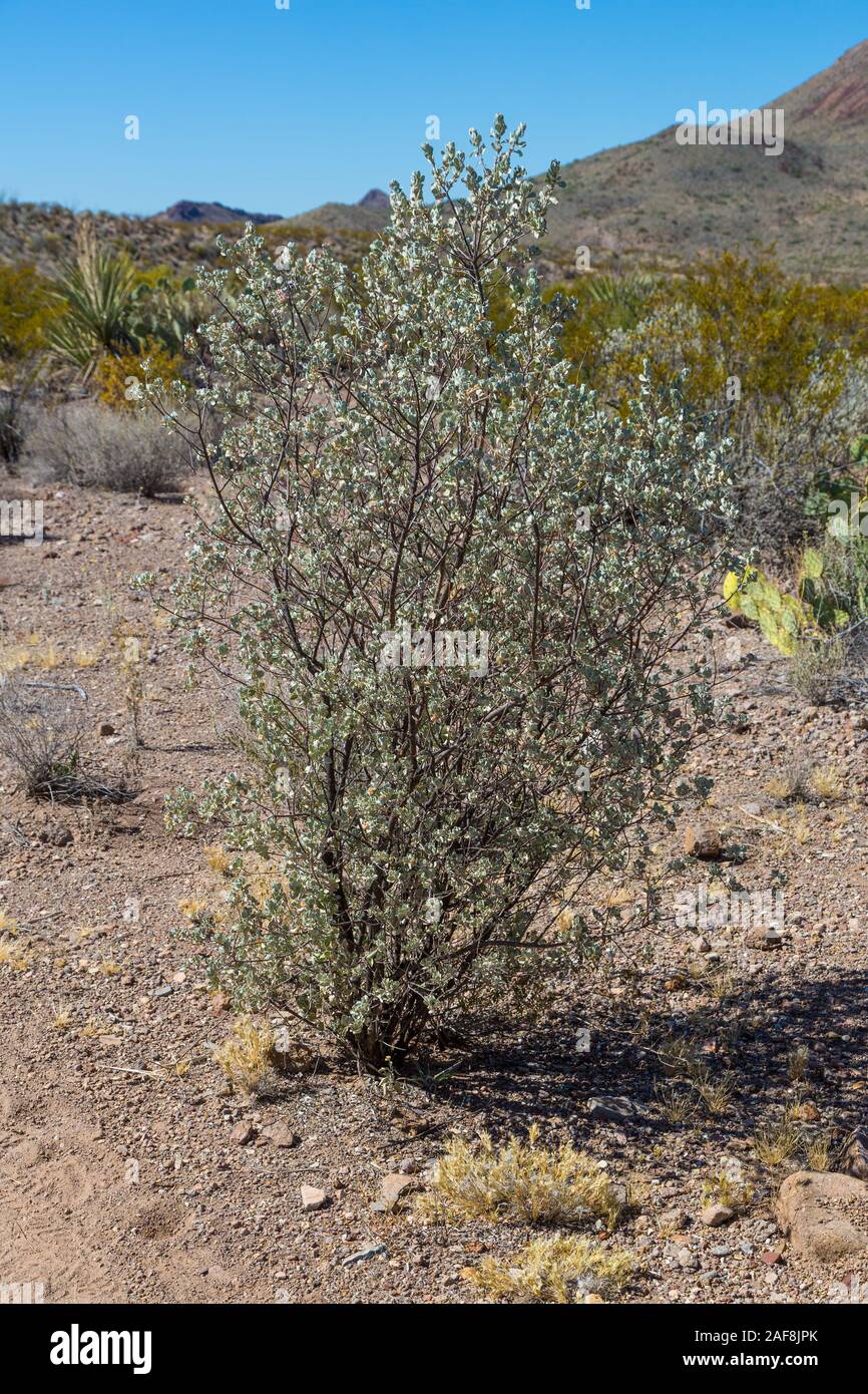 Big Bend National Park, Texas. Sage along Mule Ears Spring Trail. Stock Photo