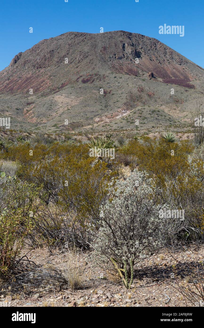 Big Bend National Park, Texas. Scenic View along Mule Ears Spring Trail, Sage Bush in foreground, Yucca in middle. Stock Photo