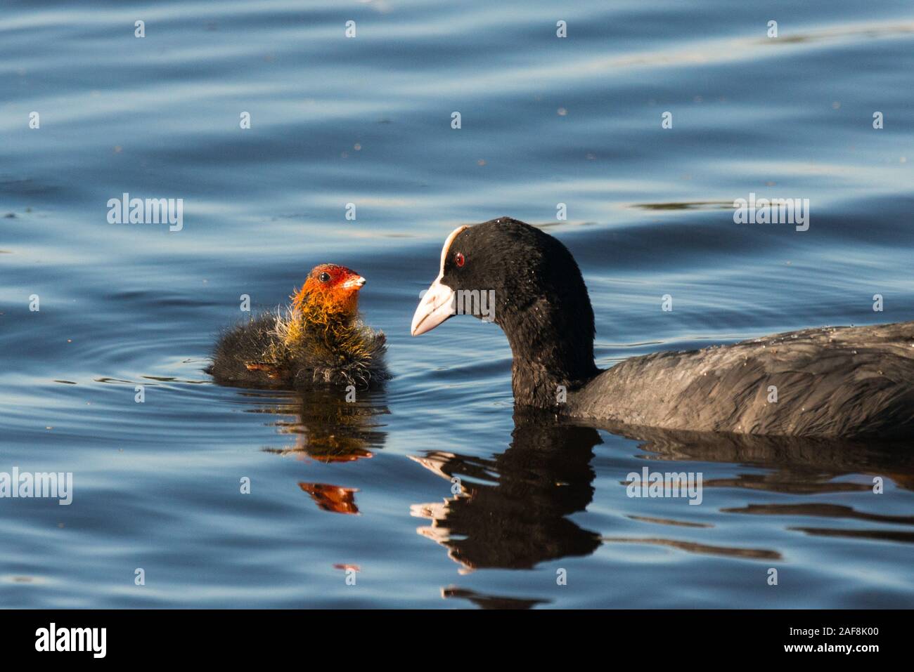 Coot, Fulica atra, chicks on the canal Stock Photo