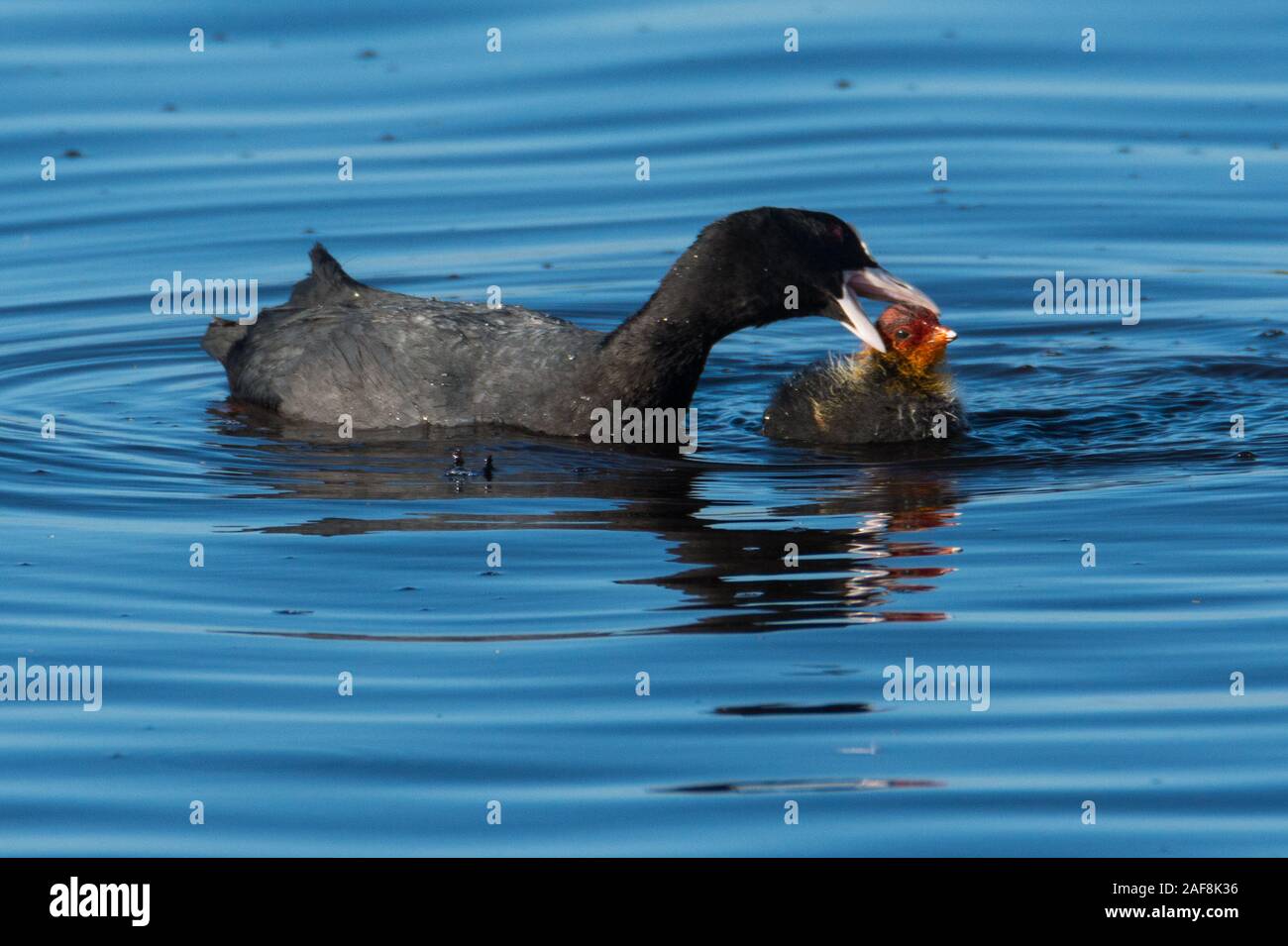 Coot, Fulica atra, chicks on the canal Stock Photo