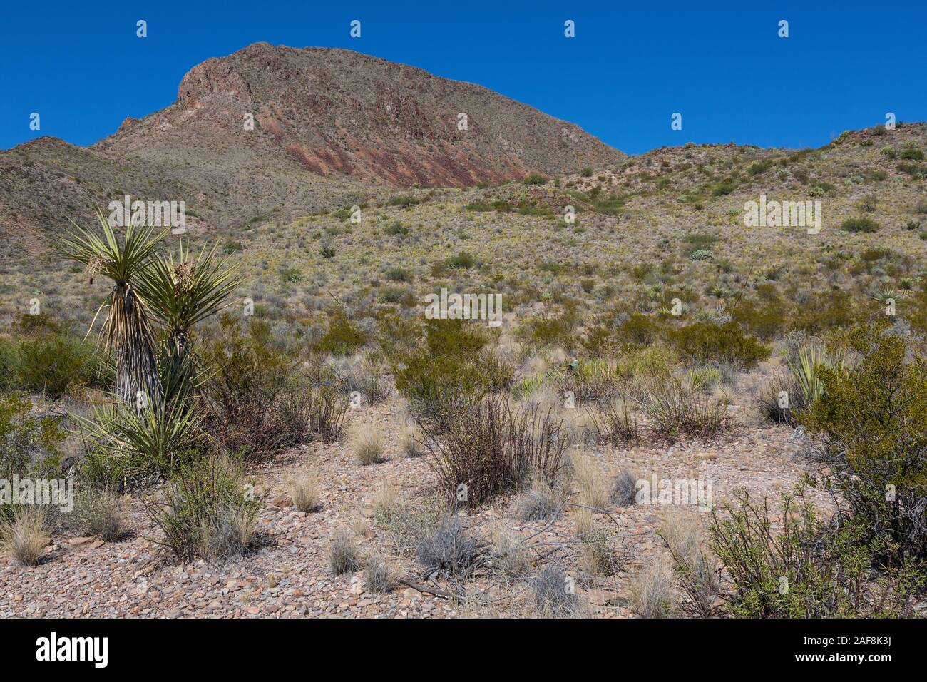 Big Bend National Park, Texas. Scenic View from Mule Ears Spring Trail, Yucca on Left. Stock Photo