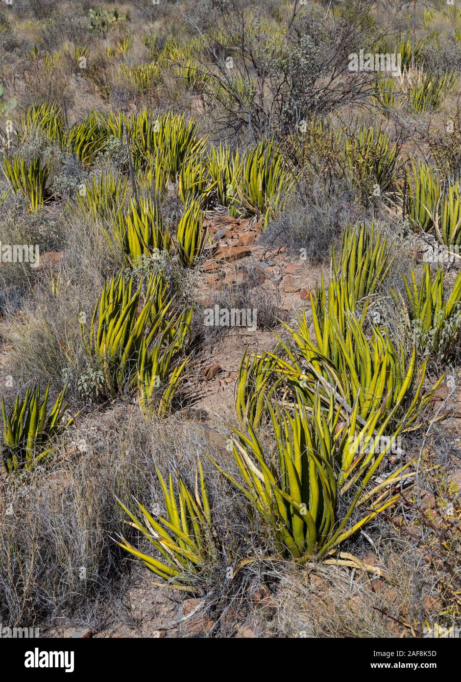 Big Bend National Park, Texas. Agave Lechuguilla Growing alongside Mule Ears Spring Trail. Stock Photo