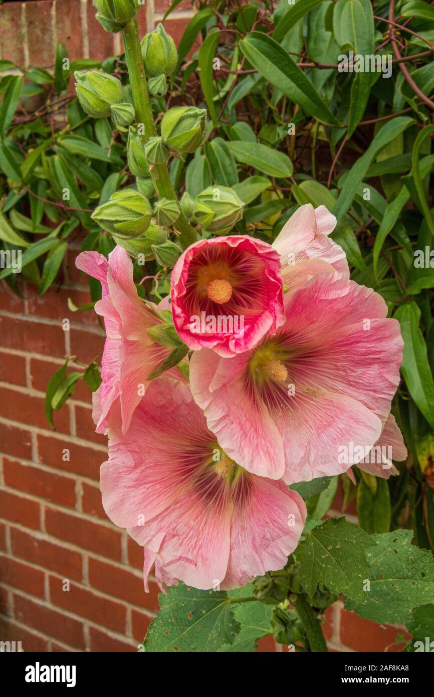 hollyhock growing against a brick wall  in bloom Stock Photo