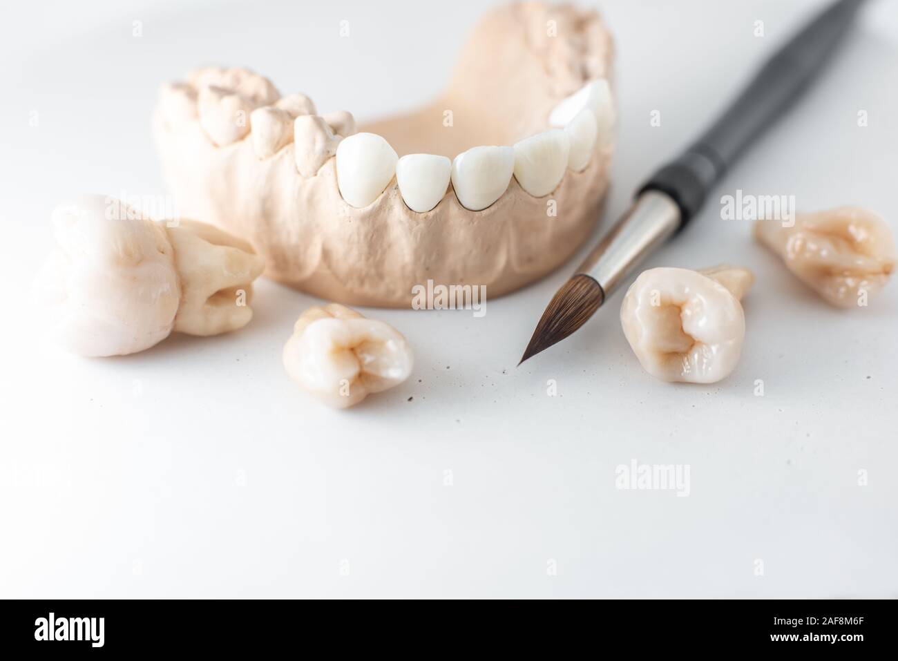 Close-up on plaster model of artificial jaw with teeth and paintbrush ...