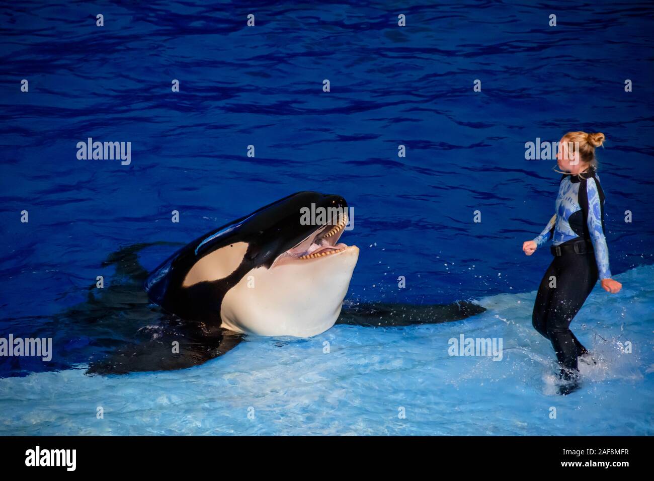 Orlando, Florida. November 16, 2019. Woman trainer feeding a killer whale in Miracle Show at Seaworld Stock Photo