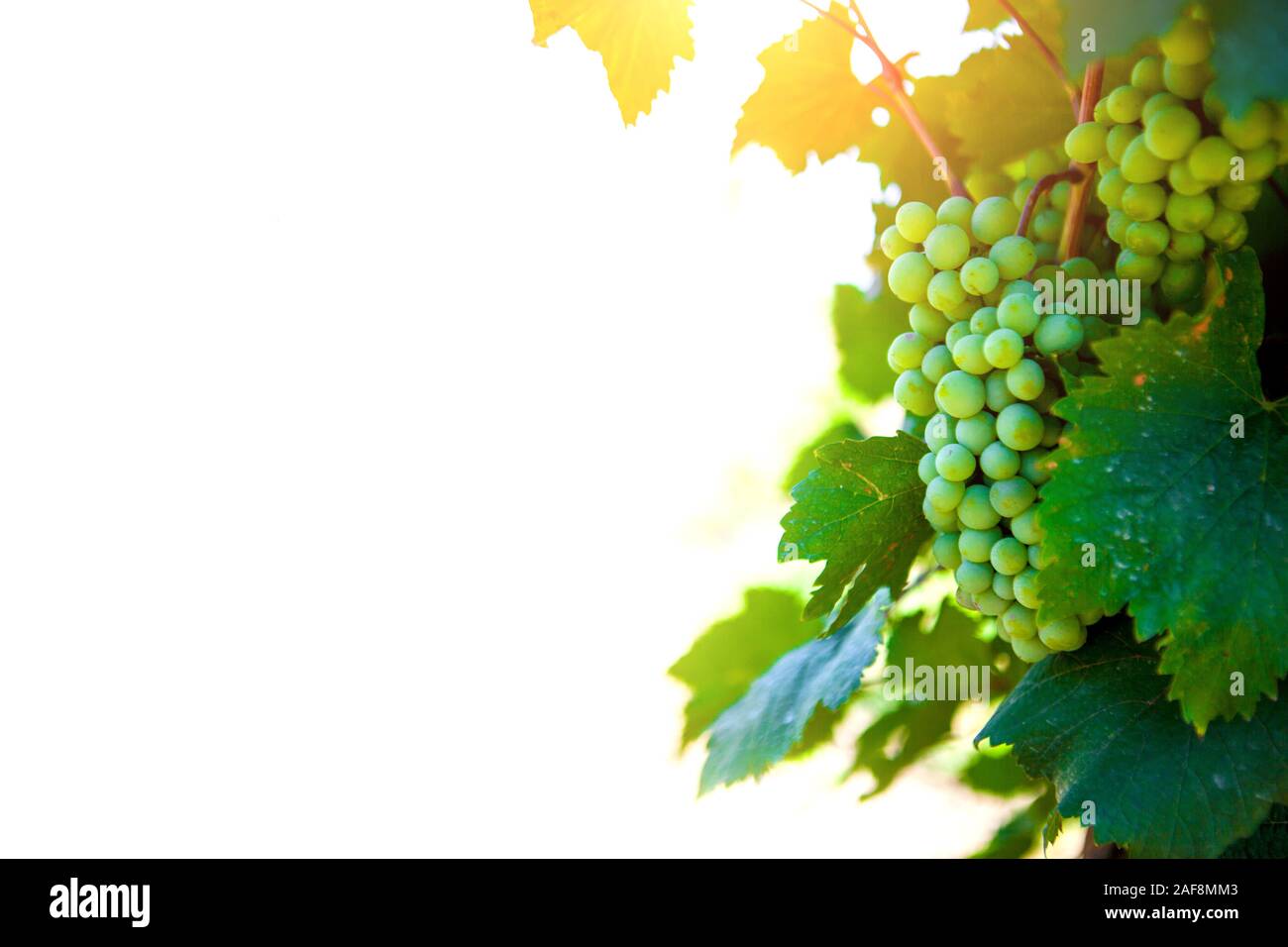 Bunch of grapes on white background Stock Photo