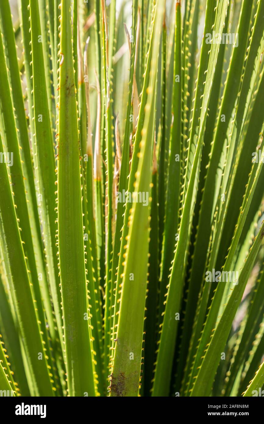 Marfa, Texas. Spines of the Sotol or Desert Spoon Plant (Dasylirion texanum). Stock Photo