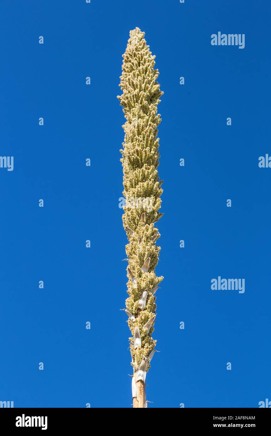 Marfa, Texas. Blossom of the Sotol or Desert Spoon Plant (Dasylirion texanum). Stock Photo